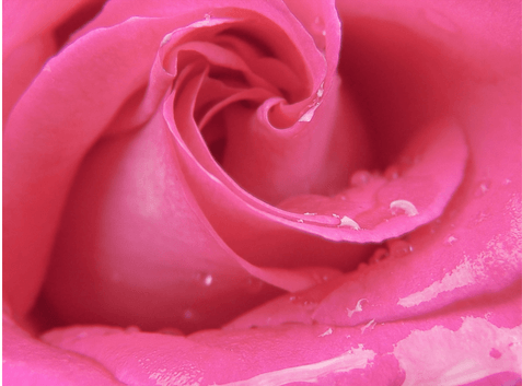 Rose with water drops