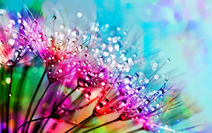 Colorful plant flower with crystal rain drops