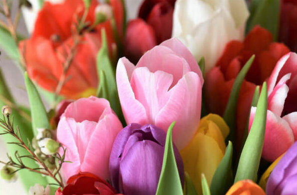 A bunch of pink purple yellow white and orange tulip flowers