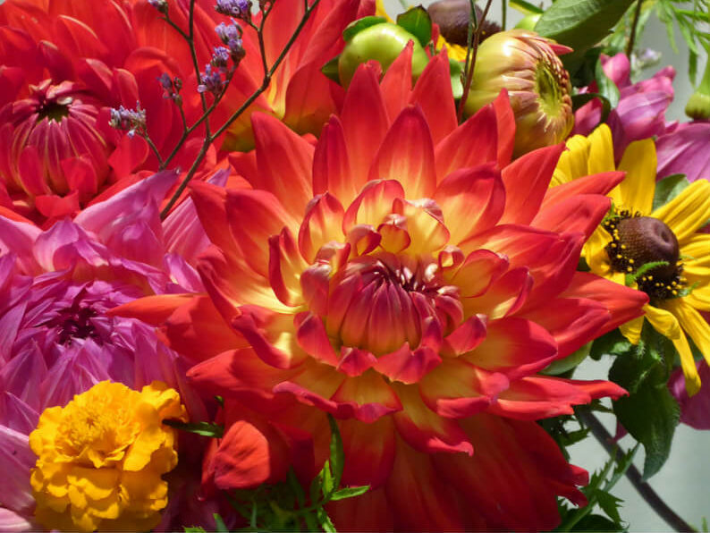 Flowers yellow marigold and daisy and pink and red mum