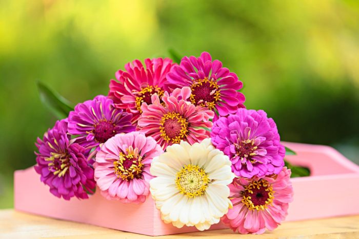Bunch of pink purple ivory gerber daisy flowers laying in a pink tray